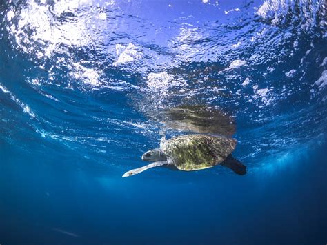 Tortuga Golfina Reptiles En Cosalá · Naturalista Mexico