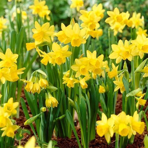 Narcissus Tete A Tete The Nunhead Gardener