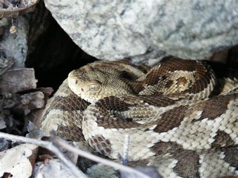Baby Timber Rattlesnake