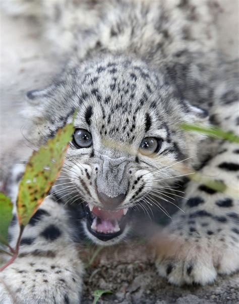 Snow Leopard Cub 40b