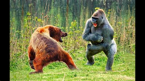 Bear Vs Gorilla Who Wins Youtube