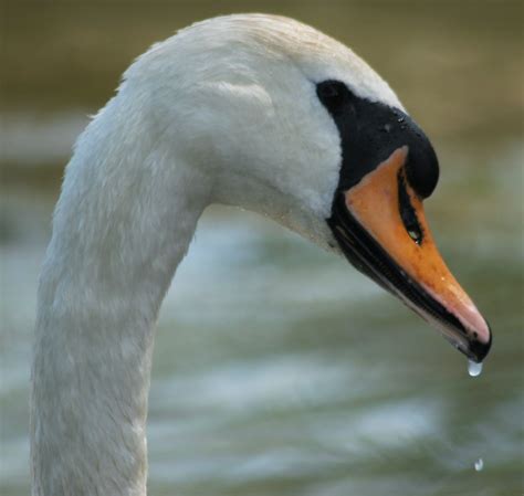 Swans At Earlswood Lakes Viscountess Vicky Saunders Flickr