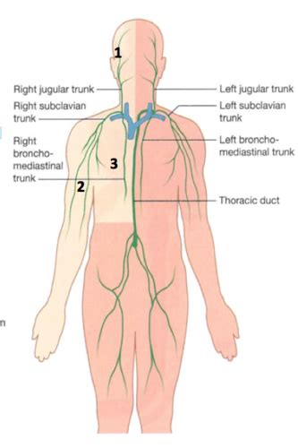 Bi Lymphatic And Immunity System Flashcards Quizlet