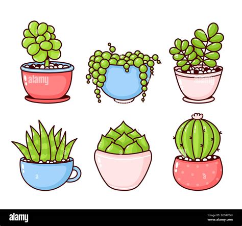 Succulents And Cactus Plants Set Collection Vector Flat Cartoon