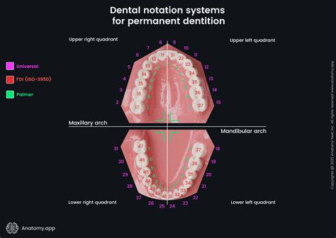 Dental Notation Systems Encyclopedia Anatomy App Learn Anatomy