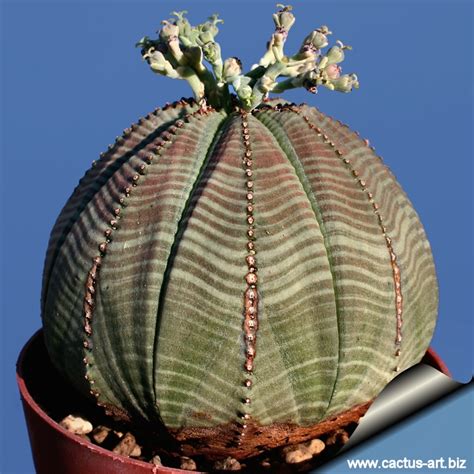 Euphorbia obesa