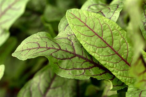 How To Grow Sorrel Diy Garden