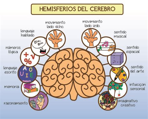 Diferencias Entre Hemisferio Izquierdo Y Derecho Cuadros Comparativos