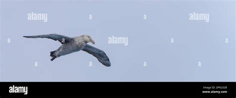 Close Up Of A Giant Petrel Macronectes Giganteus In Flight Over The