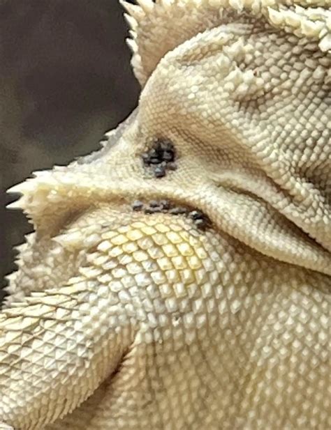 Bearded Dragon Mites: Pics + Treatment - Reptile Maniac