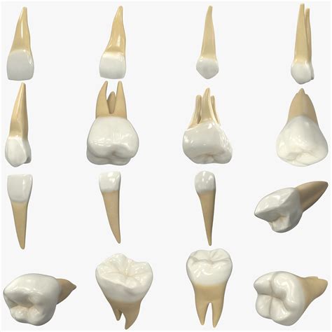 Realistic Human Teeth Collection 3d Model 139 Ma Obj 3ds C4d