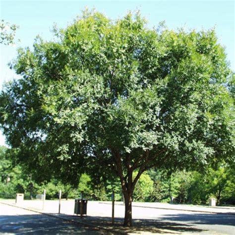 Ulmus Parvifolia Chinese Elm