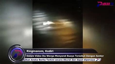 Viral Penampakan Buaya Putih Di Sungai Brantas Kediri Video Dailymotion