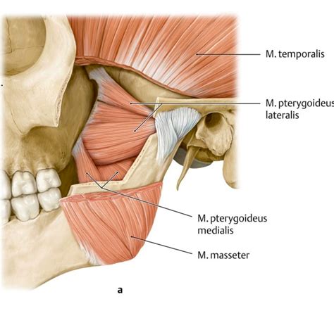 Muscles Of Mastication Diagram Quizlet