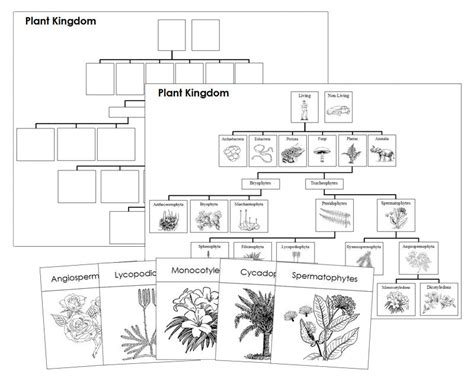 Plantae Kingdom Chart