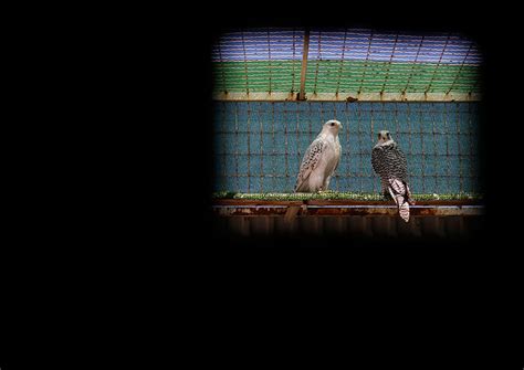 The bloody, lucrative world of falcon breeding | The Week