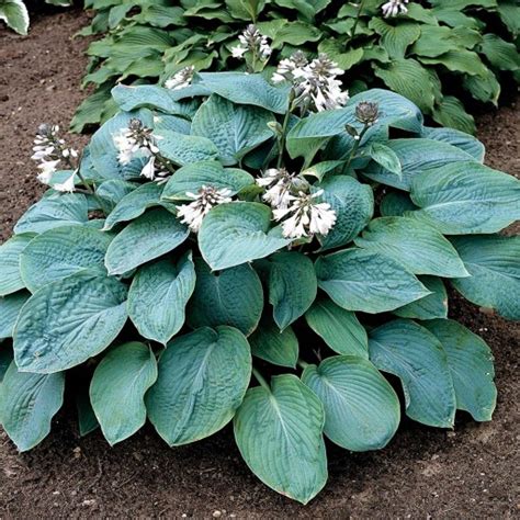 Hosta Funkia Olbrzymia Empress Wu Szt Hosty Sadzonka Sadzonki Funkie