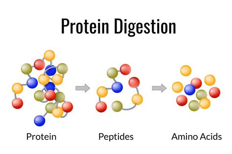 Best Protein Intake Calculator For Muscle Gain & Fat Loss