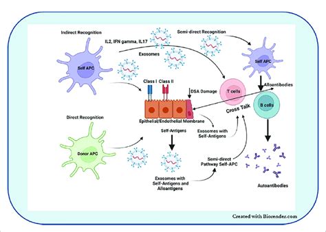 Evs Interact With Cells Via Numerous Ligand Receptor Interactions And