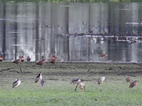 Smart Backpacker: Candaba Wetlands Bird Sanctuary