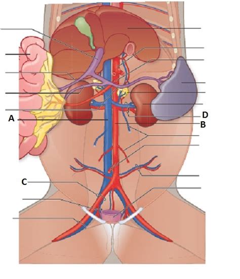 Abdominal Arteries And Veins Diagram Quizlet