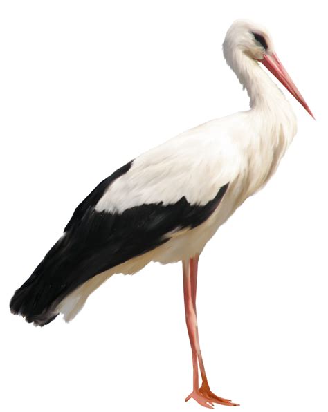 Stork clipart transparent, Picture #2085910 stork clipart transparent