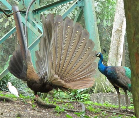 What Is A Peafowl Backyard Chickens