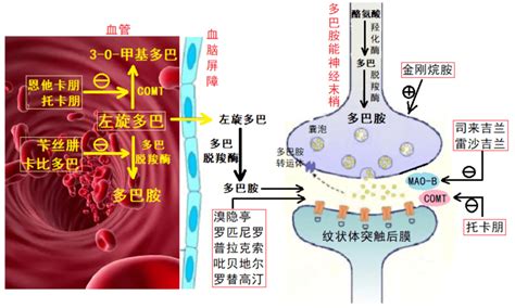 帕金森病的药物治疗疾病患者症状