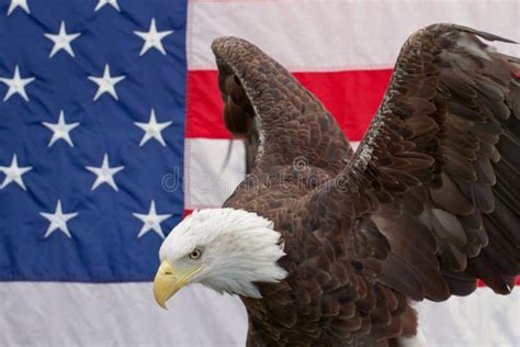 American Flag Bald Eagle Wing