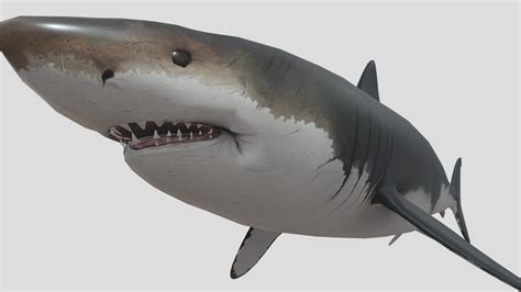 megalodon    model  canyutsai  canyutsai dd