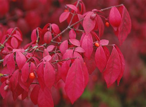 Euonymus Alatus Compactus Dwarf Burning Bush Kigi Nursery