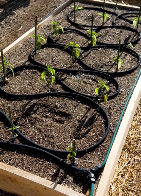 High Desert Gardener: Irrigating My Vegetable Garden