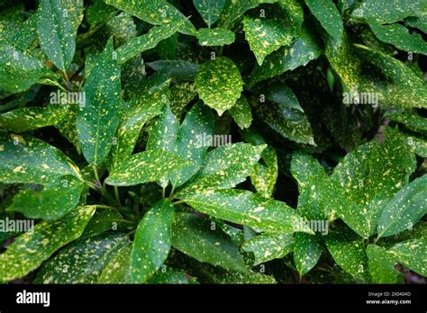 Aucuba Japonica Spotted Laurel Japanese Laurel Japanese Aucuba Gold