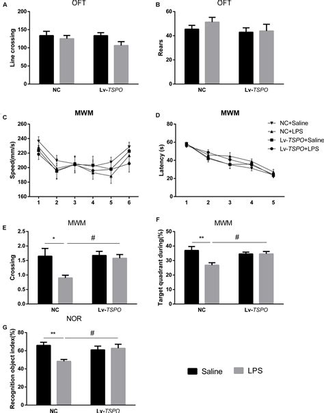 Frontiers Lentiviral Mediated Overexpression Of The 18 KDa