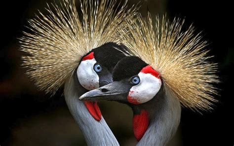 Share Your Best Photos Of Loving Bird Couples Bored Panda