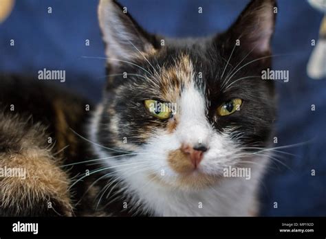 Piebald Cat Hi Res Stock Photography And Images Alamy