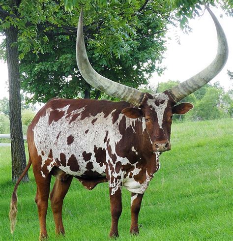 Ankole-Watusi - Wikipedia