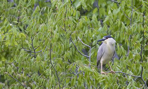 Migratory Birds Tracking Map | Smithsonian's National Zoo and Conservation Biology Institute