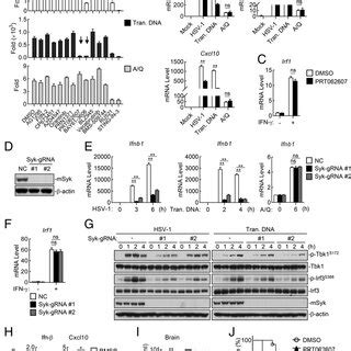 Syk Promotes Innate Immune Response Triggered By Endocytosed Foreign