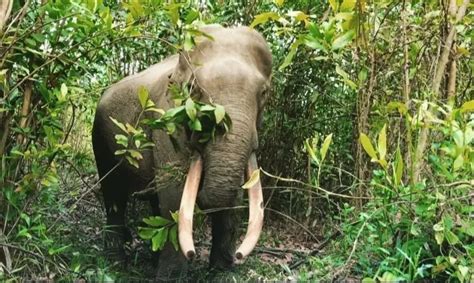 Gajah Sumatera Mati Diduga Diracun Untuk Diambil Gadingnya Netizen