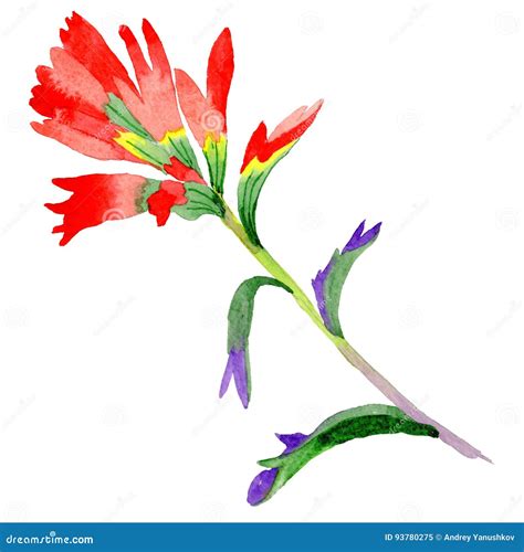 Wildflower Indian Paintbrush Flower In A Watercolor Style Isolated