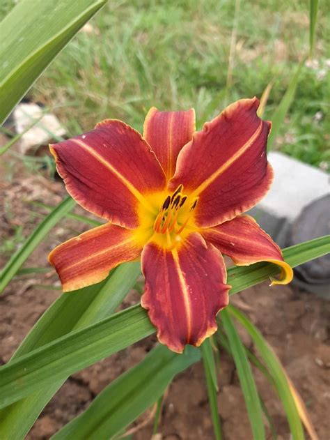 Daylily Hemerocallis Everydaylily® Red Ribs In The Daylilies Database