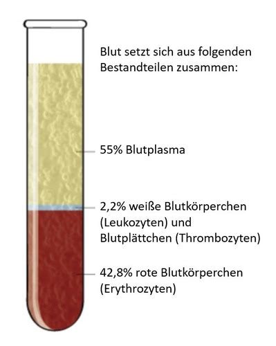 Blut Und Immunsystem Flashcards Quizlet