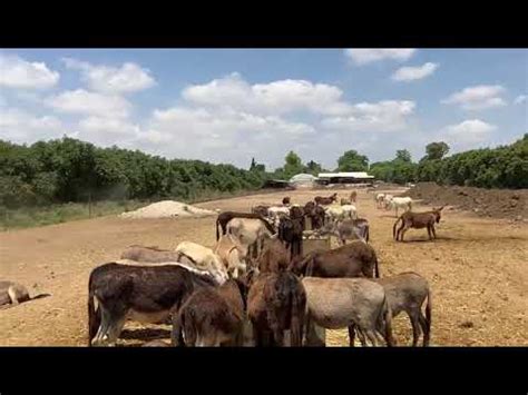 Sanctuary Braying Donkeys In The Paddock Youtube