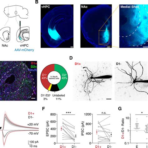 Ventral Hippocampal Inputs Preferentially Activate Pv Interneurons A