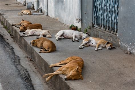 Dia Mundial Dos Animais De Rua De Abril Petlove