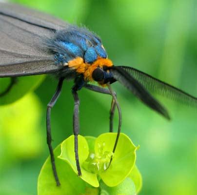 Tiger Moth Ctenucha Virginica Bugguide Net