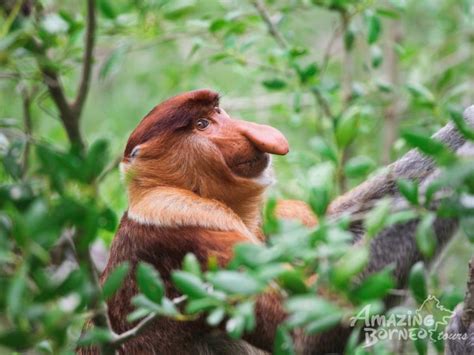 Endangered Animals in Borneo You Need to See Before It’s Too Late ...