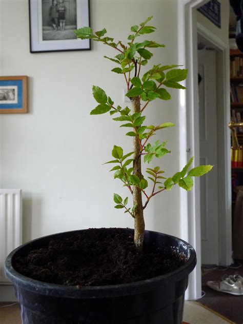 how to grow a peppercorn plant 11