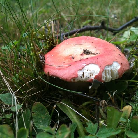 Idle Needle: the magic of late summer forests - an outing